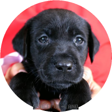 英国ラブラドールの子犬
